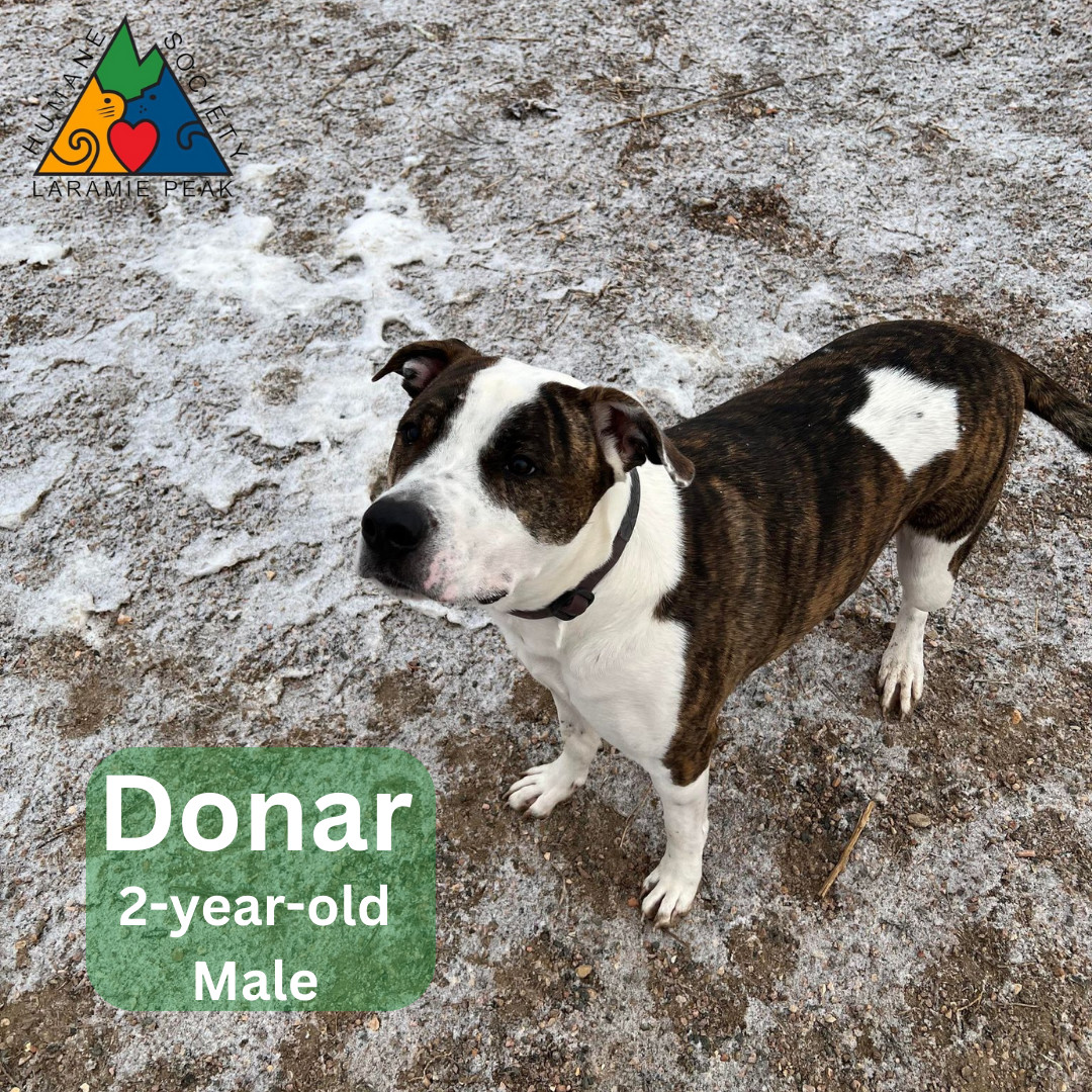 Donar, an adoptable Australian Shepherd, Pit Bull Terrier in Douglas, WY, 82633 | Photo Image 4
