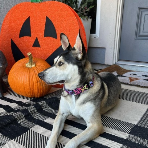 Madonna, an adoptable Husky in Corpus Christi, TX, 78415 | Photo Image 1