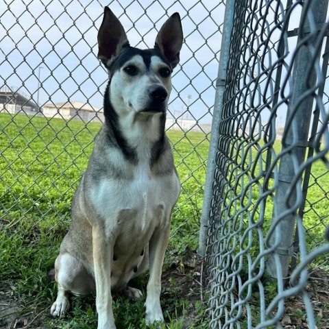 Madonna, an adoptable Husky in Corpus Christi, TX, 78415 | Photo Image 3