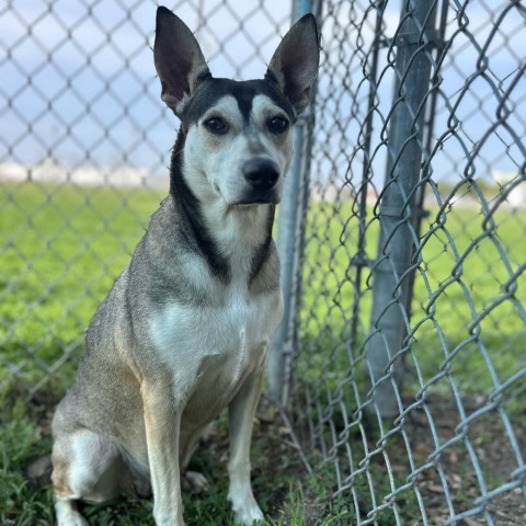 Madonna, an adoptable Husky in Corpus Christi, TX, 78415 | Photo Image 4