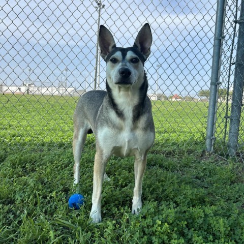 Madonna, an adoptable Husky in Corpus Christi, TX, 78415 | Photo Image 5