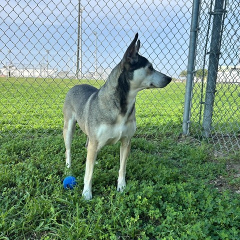 Madonna, an adoptable Husky in Corpus Christi, TX, 78415 | Photo Image 6