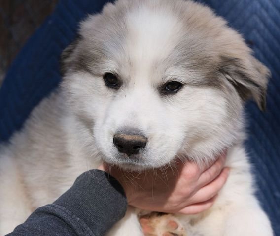 Husky clearance pyrenees puppy