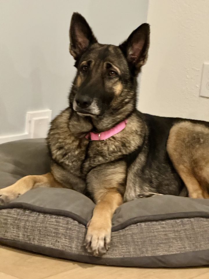 Dog for adoption - Greta (and Shotz), a German Shepherd Dog in Seattle ...