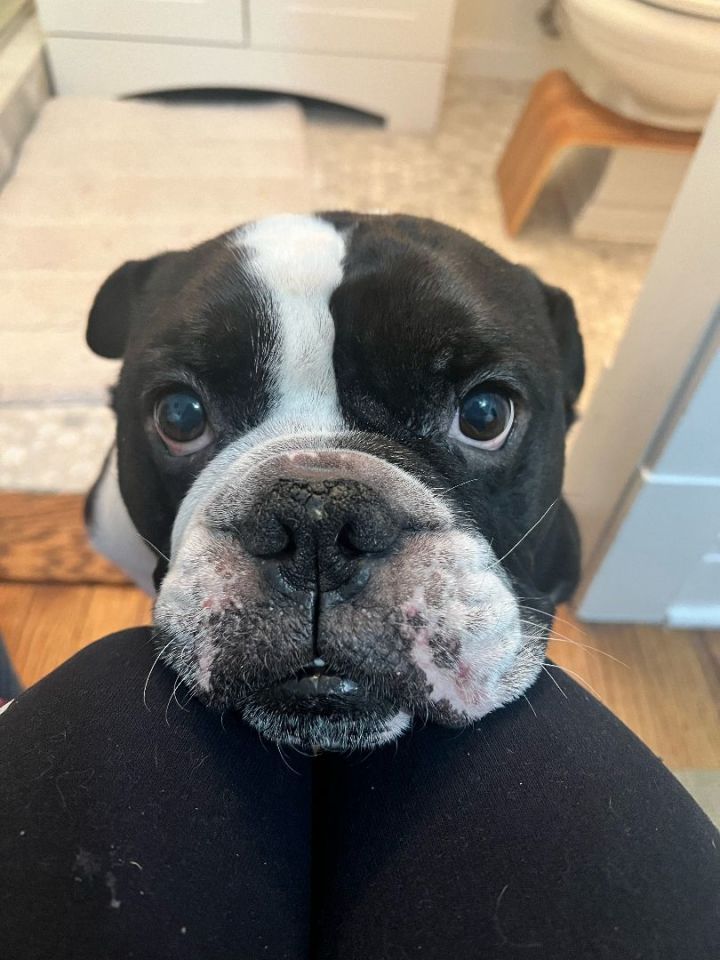 Dog for adoption - Onyx, an English Bulldog in Chicago, IL