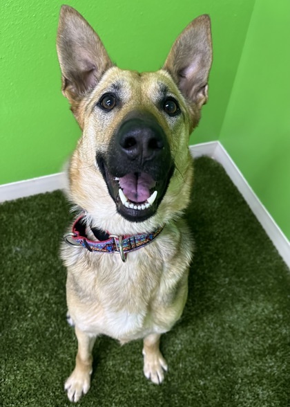 Lena, an adoptable German Shepherd Dog, Mixed Breed in Wenatchee, WA, 98807 | Photo Image 2