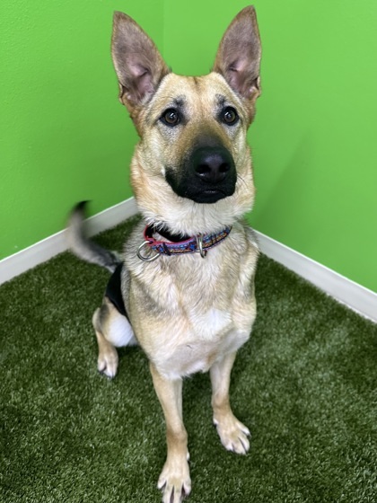 Lena, an adoptable German Shepherd Dog, Mixed Breed in Wenatchee, WA, 98807 | Photo Image 3