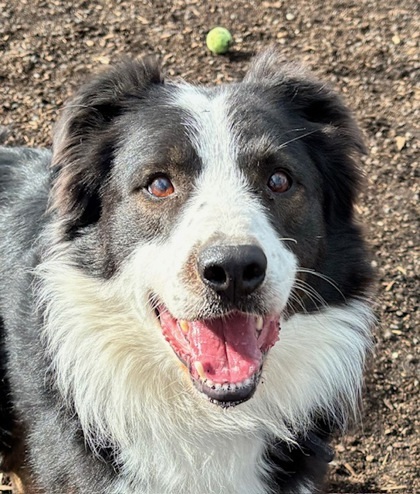 Rascal, an adoptable Border Collie, Mixed Breed in Pendleton, OR, 97801 | Photo Image 1