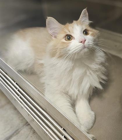 Petfinder sales siberian cat