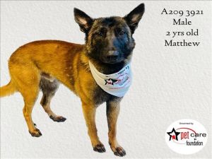 MATTHEW Belgian Shepherd / Malinois Dog