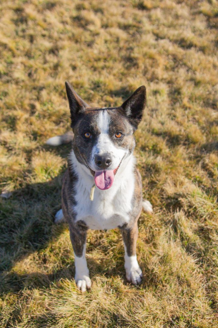 Dutch shepherd heeler store mix