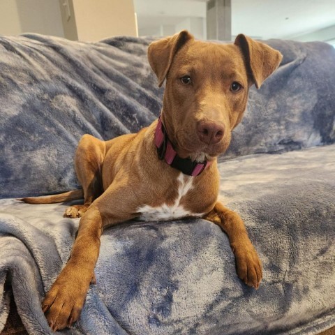 Rhodesian ridgeback 2024 bulldog mix