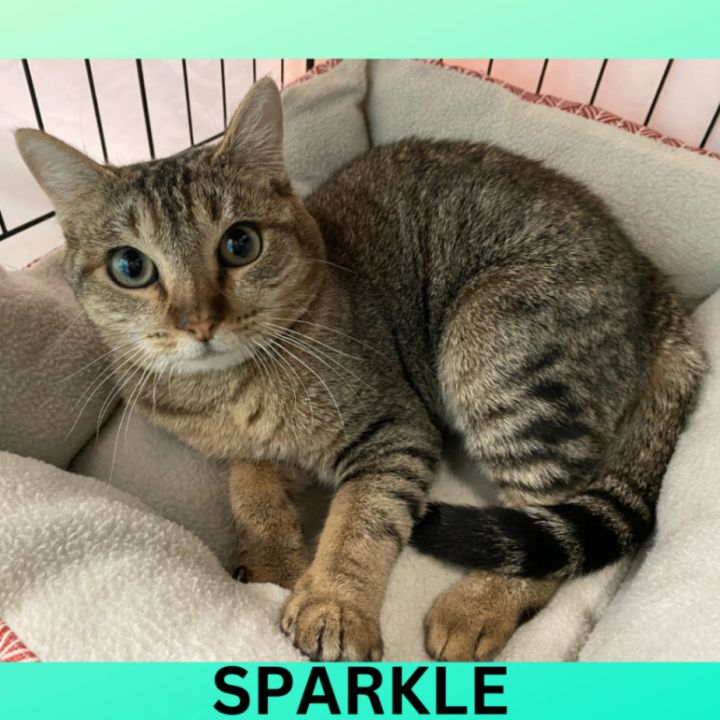 Cat for adoption Sparkle a Domestic Short Hair in South Padre