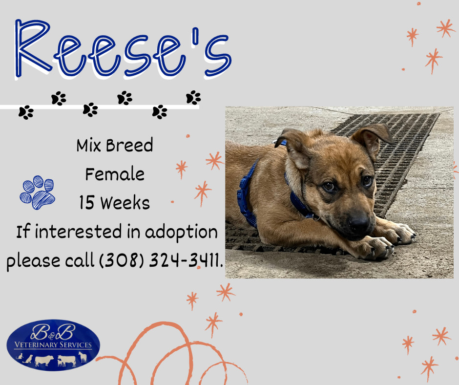 Reese's, an adoptable Labrador Retriever in Lexington, NE, 68850 | Photo Image 2