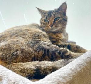Meet Elvira Elvira is a captivating 2-year-old feline with a heart of gold and 