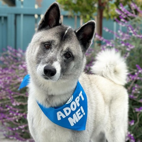 Dog for adoption - Jabulani, an Akita & Husky Mix in Pacific Grove, CA