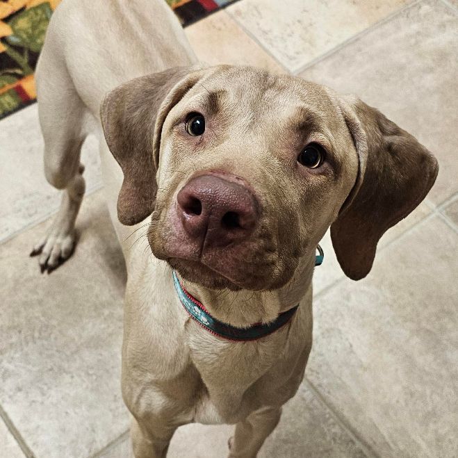 Weimaraner petfinder store