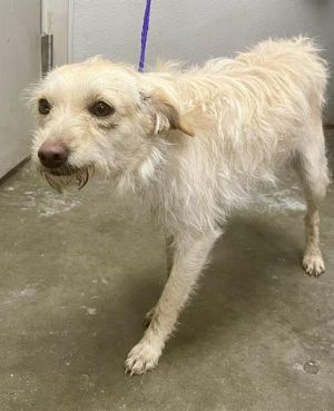 Alma west highland terriers cheap