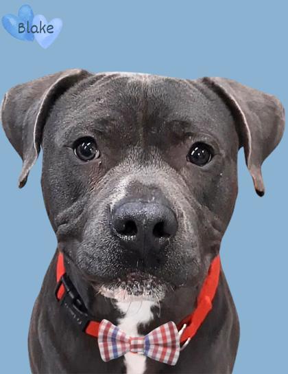 Blake, an adoptable Pit Bull Terrier, Mixed Breed in De Soto, IA, 50069 | Photo Image 1