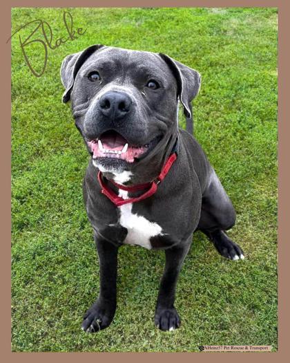 Blake, an adoptable Pit Bull Terrier, Mixed Breed in De Soto, IA, 50069 | Photo Image 1