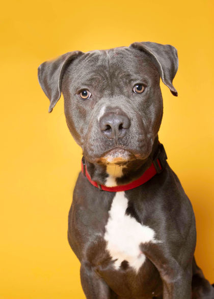 Blake, an adoptable Pit Bull Terrier, Mixed Breed in De Soto, IA, 50069 | Photo Image 3