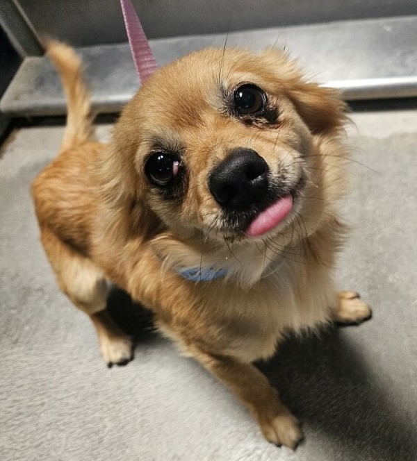 R260943/ Afv710209 Moose, an adoptable Pomeranian, Chihuahua in San Jacinto, CA, 92582 | Photo Image 1