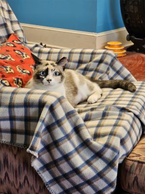 Meet Winter Melon This stunning Snowshoe mix came to AARF with her four kittens