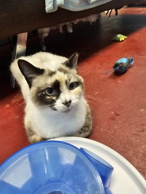 Meet Winter Melon This stunning Snowshoe mix came to AARF with her four kittens who have all since