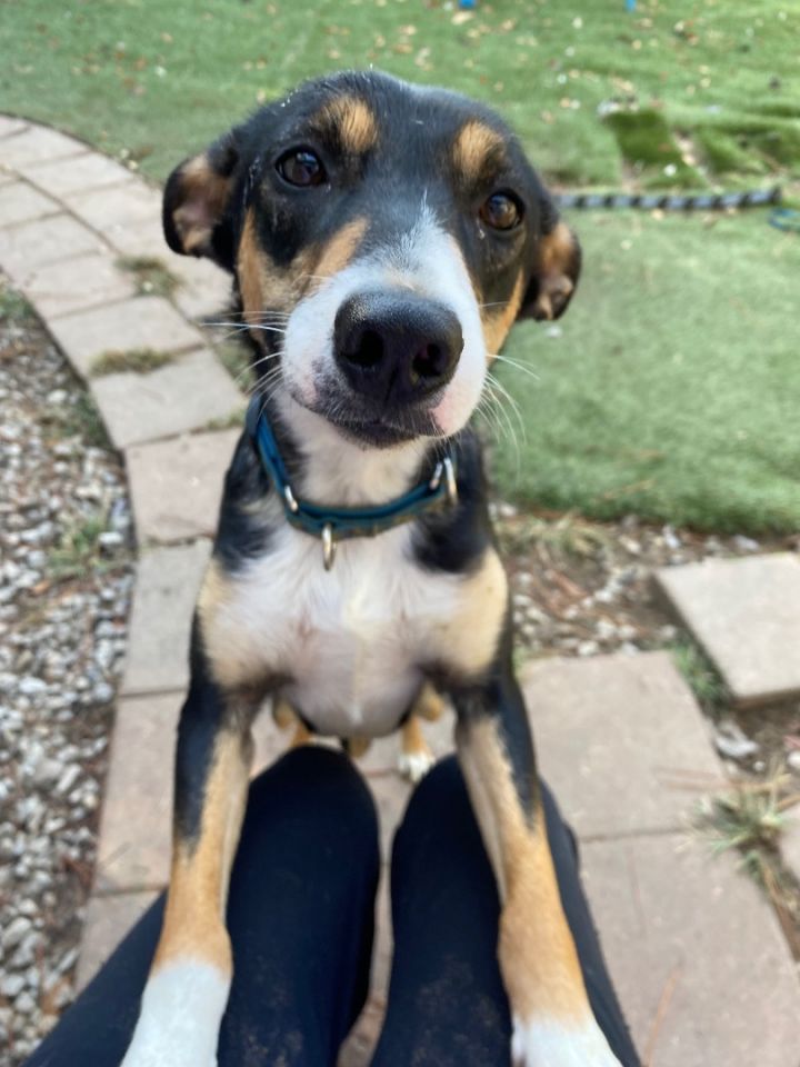 Australian kelpie sale terrier mix