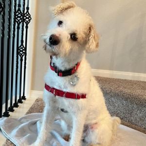 Meet Coconut Noel a happy 55-year-old poodle mix weighing 23 pounds Bursting with love Coconut N