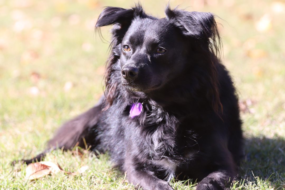 Pacific northwest border collie 2024 rescue