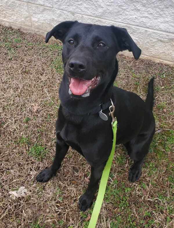 Dog for adoption - Yumi, a Labrador Retriever Mix in Roanoke, VA ...