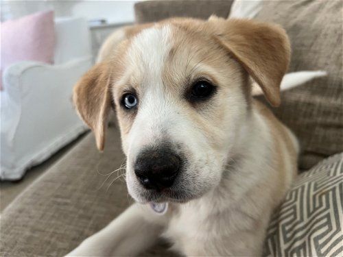 Dog for adoption - Lucky, a Great Pyrenees in Jacksonville, FL | Petfinder