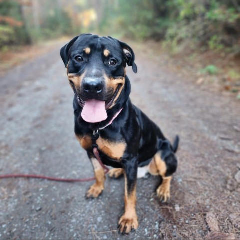 Zeus, an adoptable Rottweiler in Glenfield, NY, 13343 | Photo Image 1