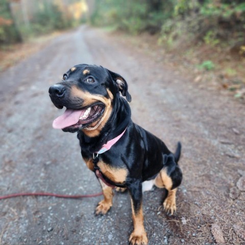 Zeus, an adoptable Rottweiler in Glenfield, NY, 13343 | Photo Image 2