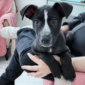 Toby is a 3 month old puppy who was on the euthanasia list in a high kill shelter because he