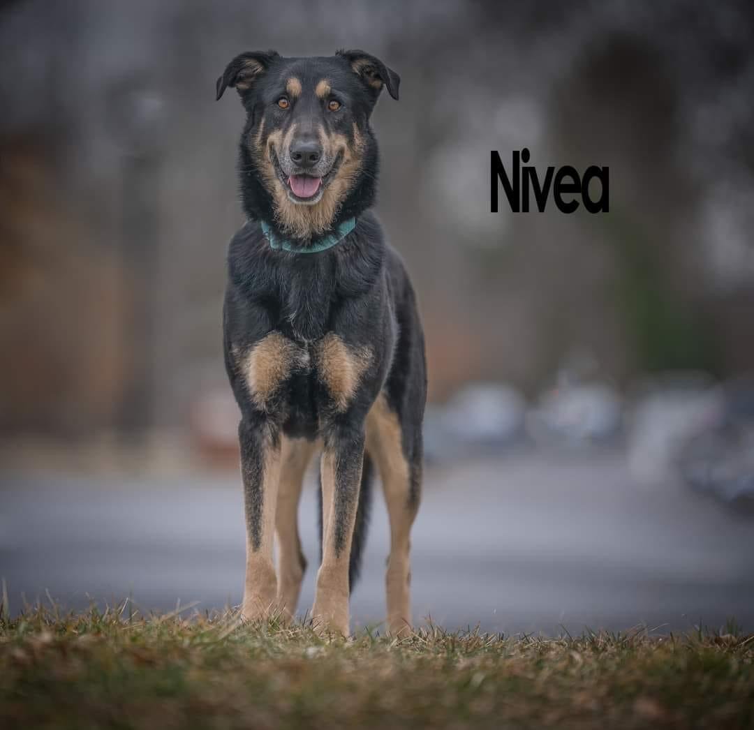 Nivea 3056-Adoption Pending