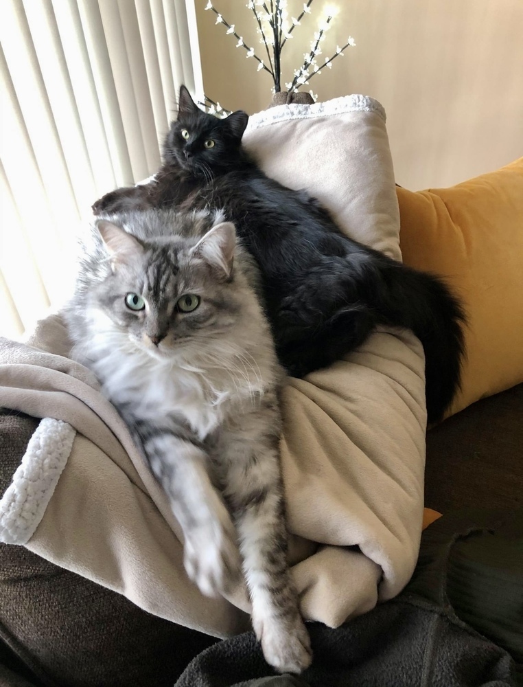 Sesame