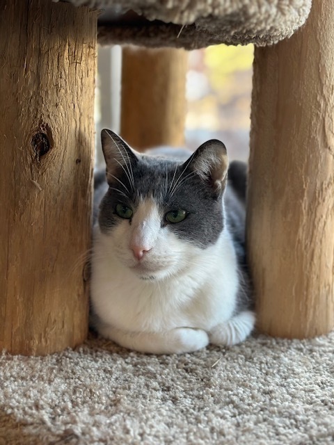 Houdini