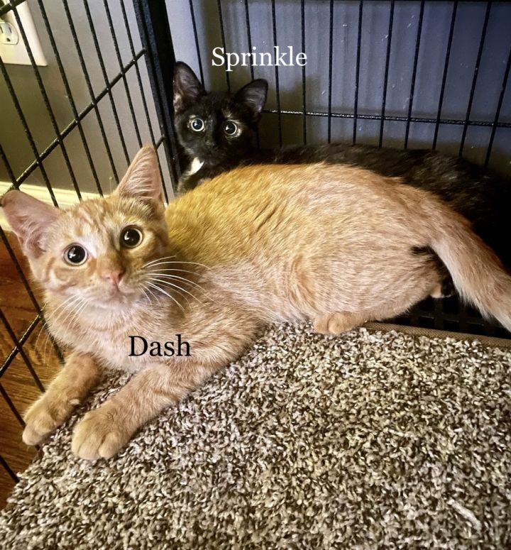 Dash 6