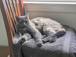 Simone