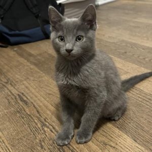 Milo H Domestic Short Hair Cat