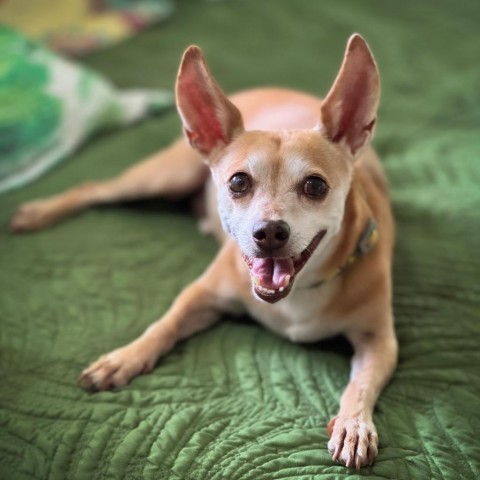 Dallas, an adoptable Terrier in Keaau, HI, 96749 | Photo Image 1