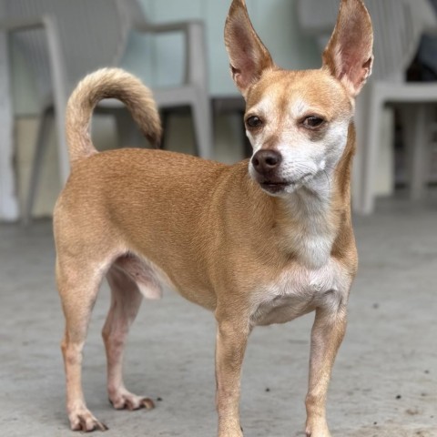 Dallas, an adoptable Terrier in Keaau, HI, 96749 | Photo Image 2