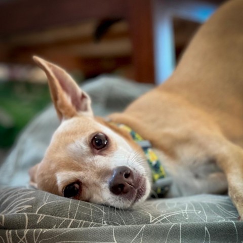 Dallas, an adoptable Terrier in Keaau, HI, 96749 | Photo Image 3