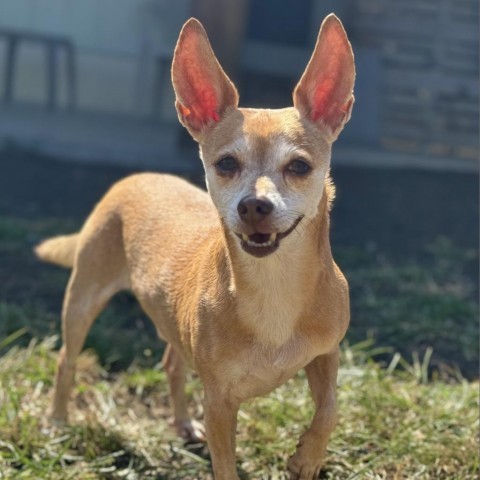 Dallas, an adoptable Terrier in Keaau, HI, 96749 | Photo Image 4