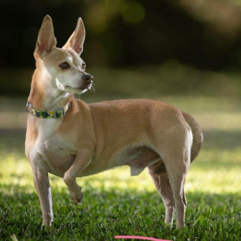 Dallas, an adoptable Terrier in Keaau, HI, 96749 | Photo Image 5