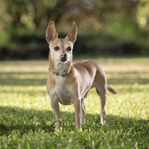 Dallas, an adoptable Terrier in Keaau, HI, 96749 | Photo Image 6