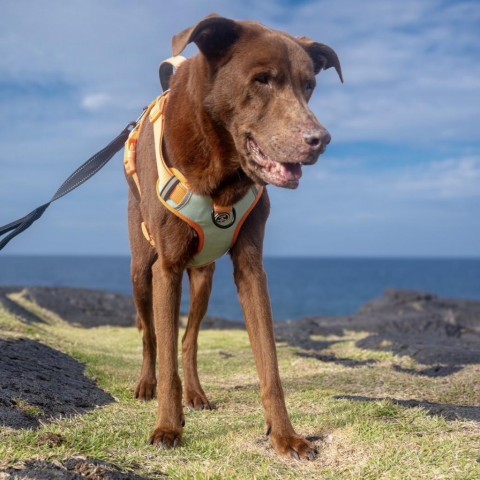 Buddy, an adoptable Chocolate Labrador Retriever in Keaau, HI, 96749 | Photo Image 1