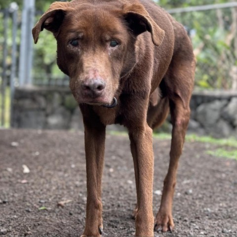 Buddy (In senior hospice foster) 2